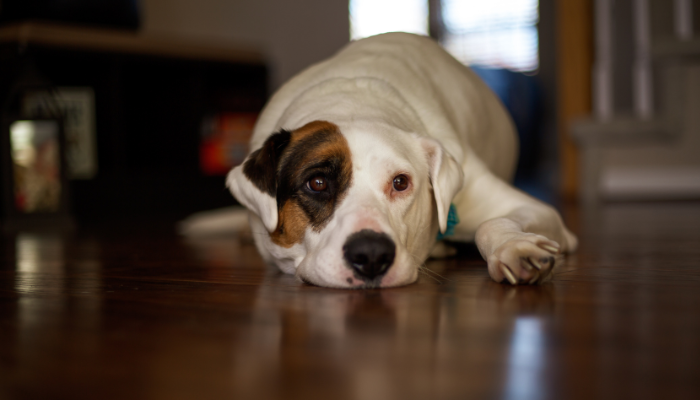 Easy Tricks to Remove Pet Odors in Your Home - This Old House