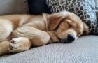 What is the Average Cost of Pet Spot Treatments in Madison, GA?