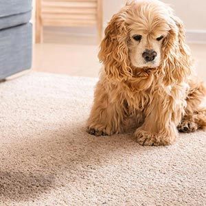 Stain and Pet Odor Removal
