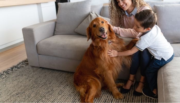 What is the average cost of pet odor removal in Buford, GA?