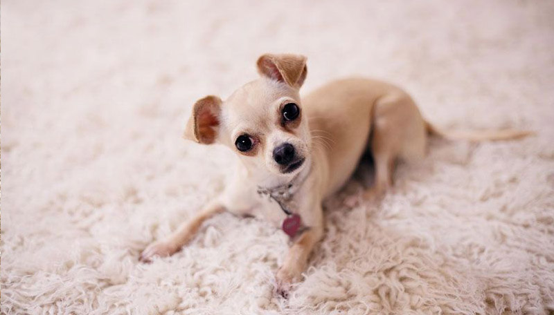 How to Keep Carpet Clean with Dogs? | Certified Clean Care